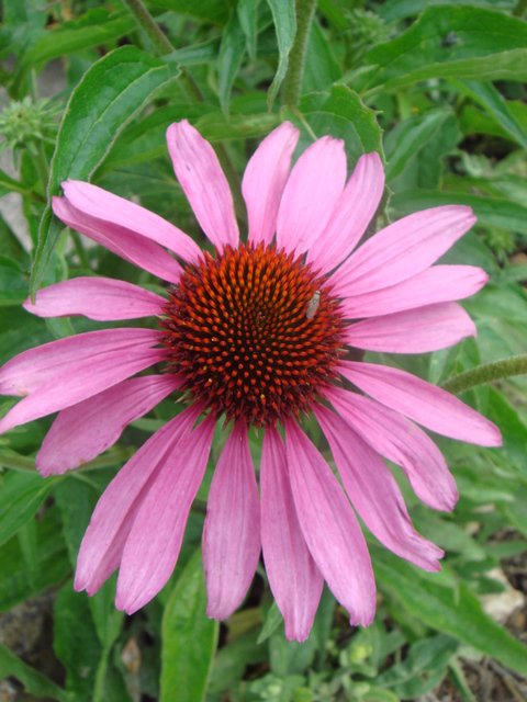 Echinacea purpurea fleur